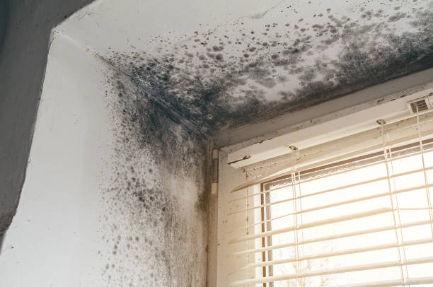Trusted Bathroom Mold Removal service in Hallieford, VA - Cheap Mold Removal